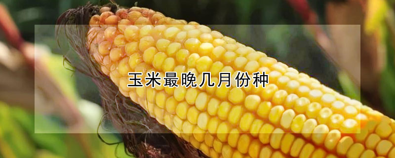 玉米最晚几月份种 —【发财农业网】