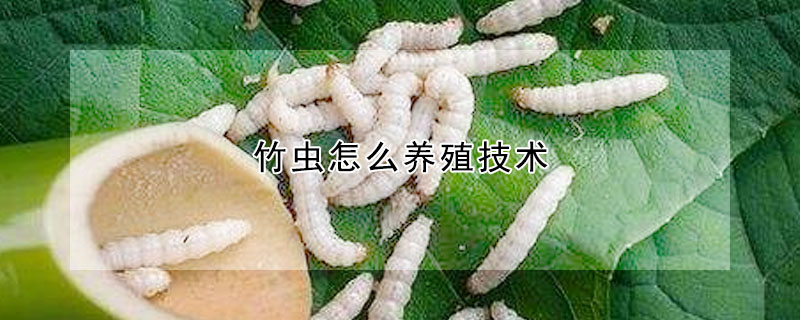 竹虫怎么养殖技术