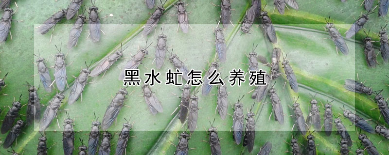 黑水虻怎么养殖