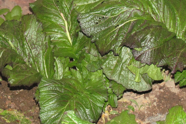 芥菜怎么种植技术视频