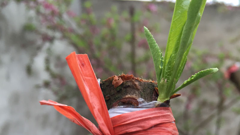桃树嫁接时间和方法视频