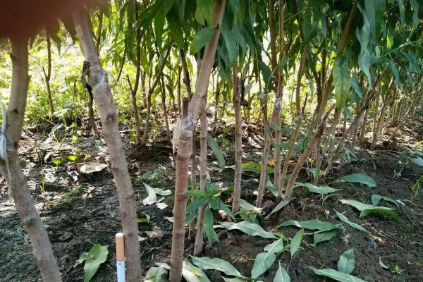 桃树嫁接时间和方法视频