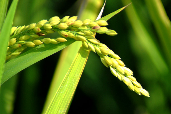 10种代表秋天的植物 什么植物代表秋天