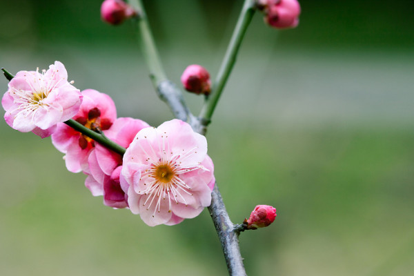 1~12月各开什么花 每个月开什么花