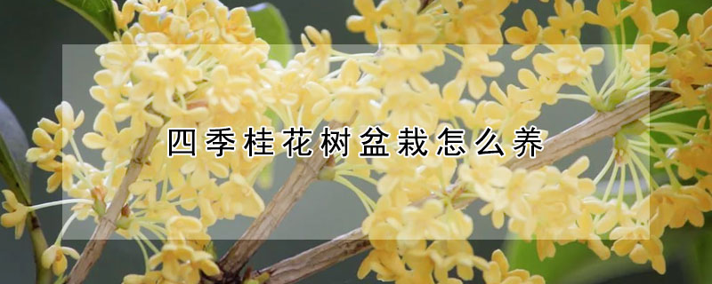 四季桂花树盆栽怎么养 —【发财农业网】