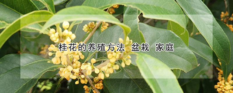 桂花的养殖方法 盆栽 家庭