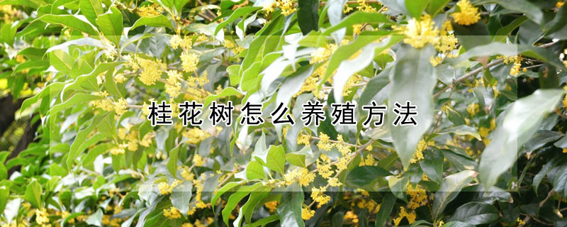 桂花树怎么养殖方法