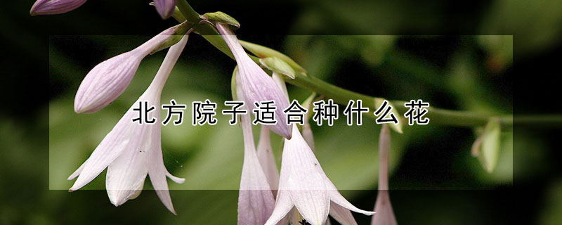 北方院子适合种什么花