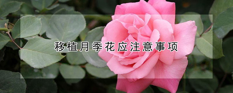 移植月季花应注意事项