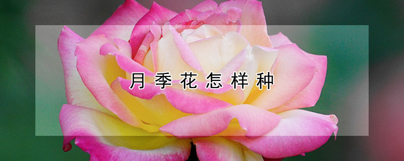 月季花怎样种