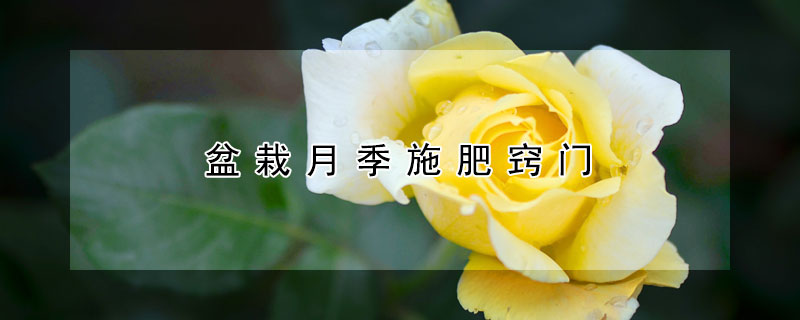 盆栽月季施肥窍门