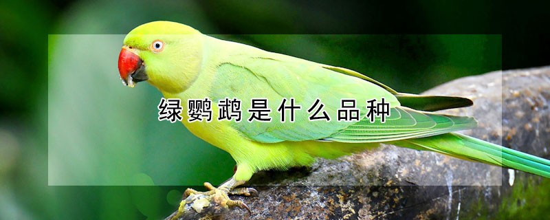 绿鹦鹉是什么品种