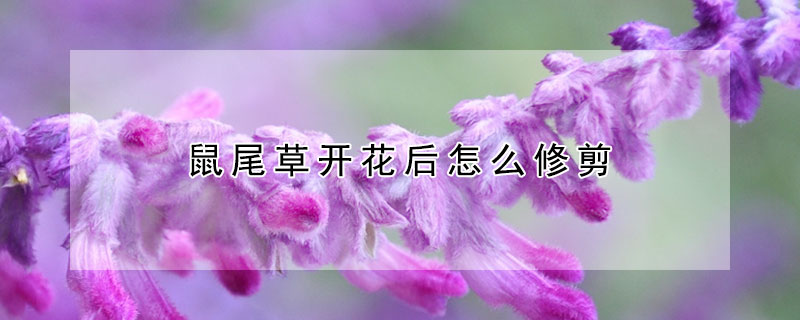 鼠尾草开花后怎么修剪