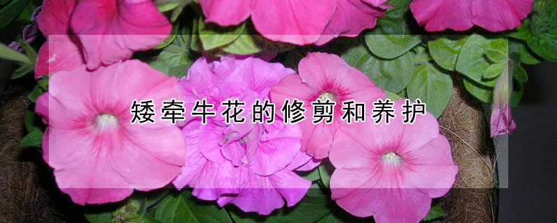 矮牵牛花的修剪和养护