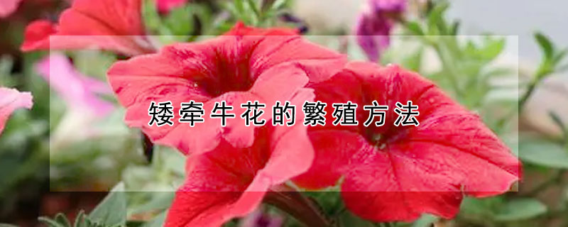 矮牵牛花的繁殖方法