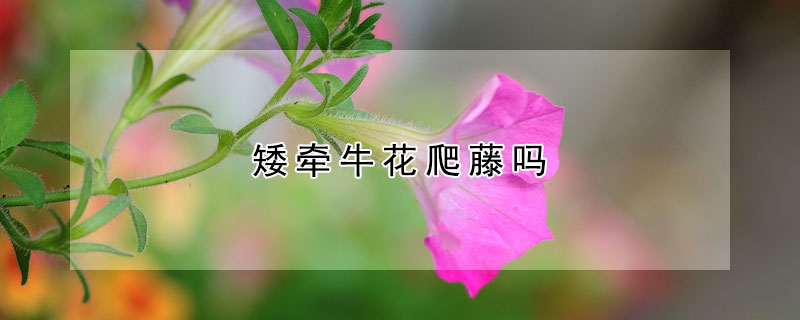 矮牵牛花爬藤吗