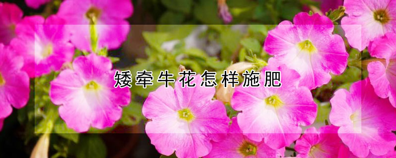 矮牵牛花怎样施肥