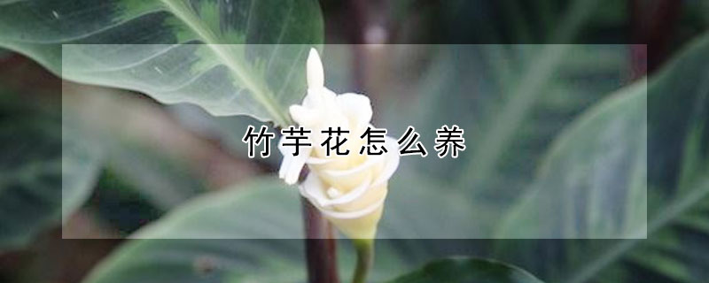 竹芋花怎么养