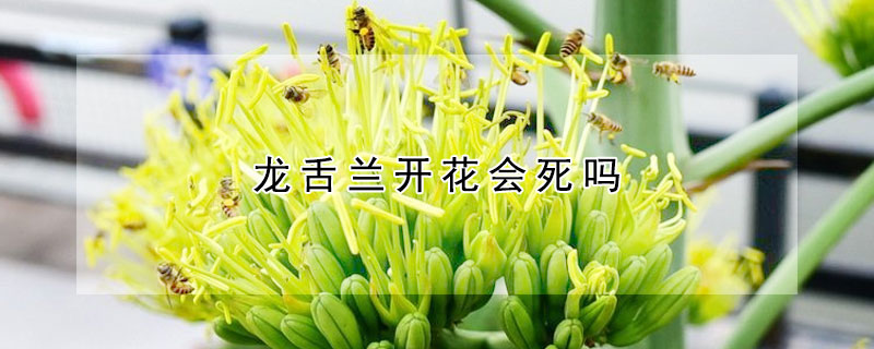 龙舌兰开花会死吗