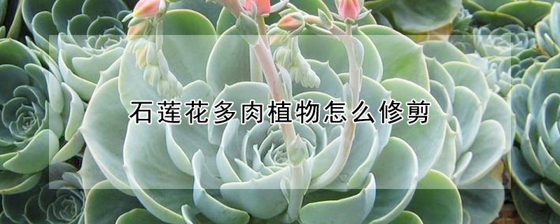 石莲花多肉植物怎么修剪