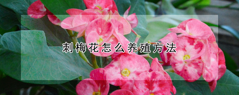 刺梅花怎么养殖方法