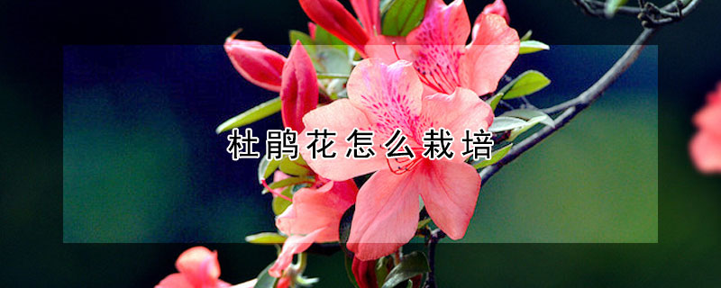 杜鹃花怎么栽培