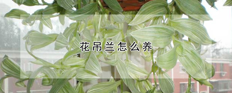 花吊兰怎么养