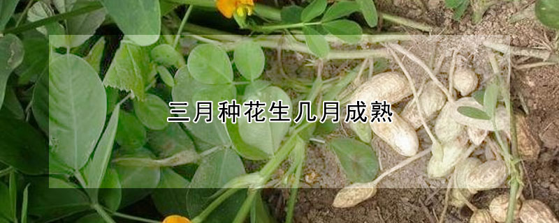 三月种花生几月成熟