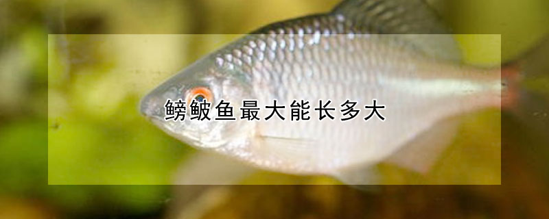 鳑鲏鱼最大能长多大