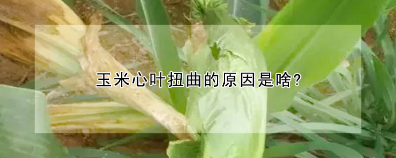 玉米心叶扭曲的原因是啥?