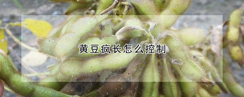 黄豆疯长怎么控制