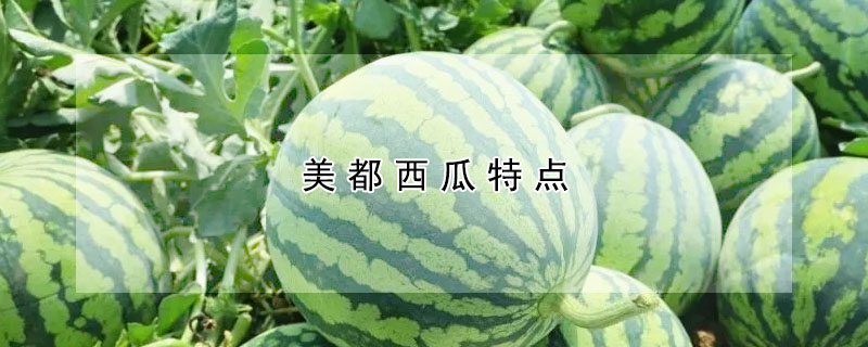 美都西瓜特点