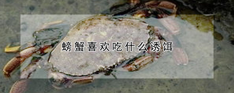 螃蟹喜欢吃什么诱饵