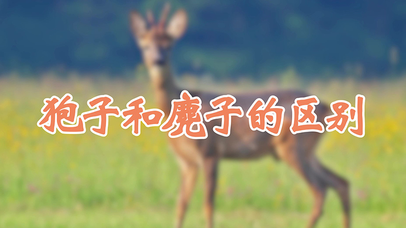 狍子和麂子的区别