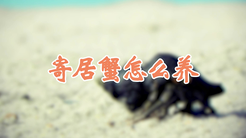 寄居蟹怎么养