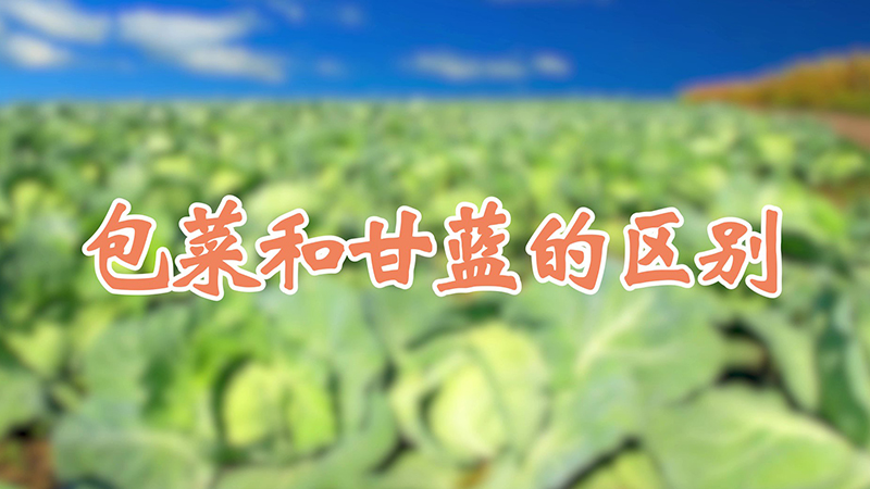 包菜和甘蓝的区别