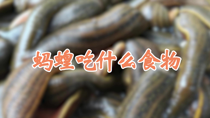 蚂蝗吃什么食物