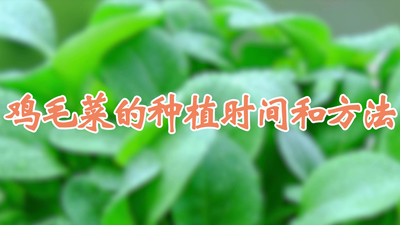 鸡毛菜的种植时间和方法