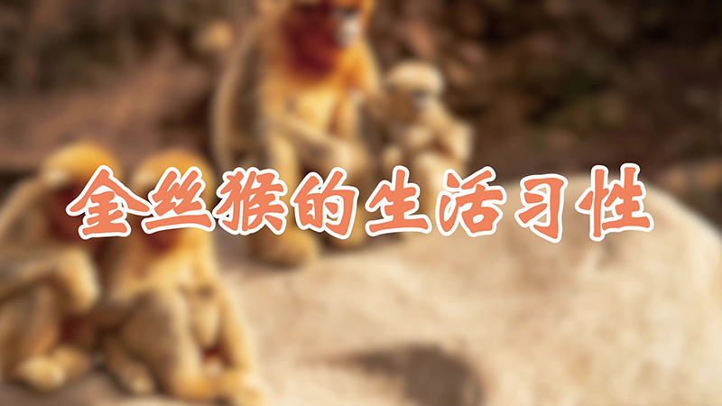 金丝猴的生活习性