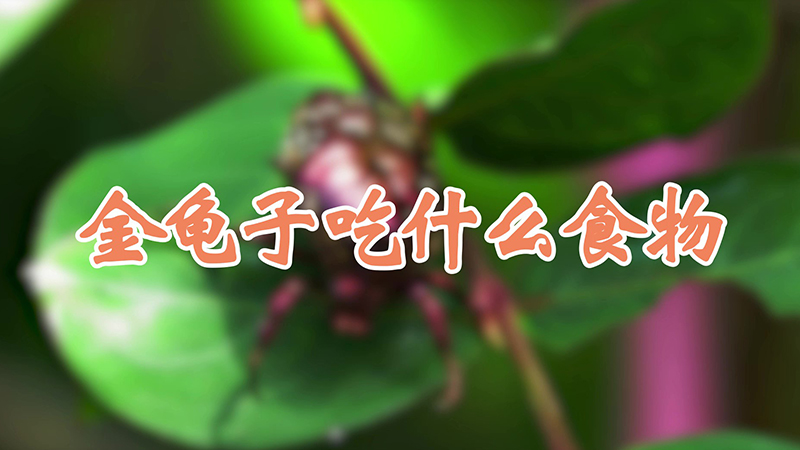 金龟子吃什么食物