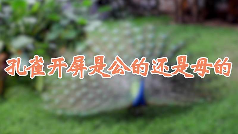孔雀开屏是公的还是母的