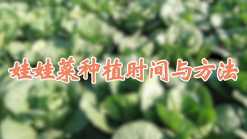 娃娃菜种植时间与方法