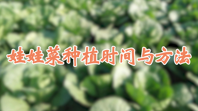 娃娃菜种植时间与方法