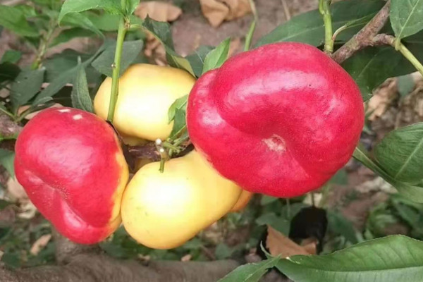 最大最甜的蟠桃品种 蟠桃哪个品种好