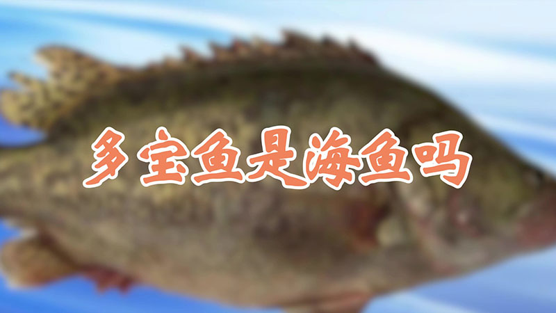 多宝鱼是海鱼吗