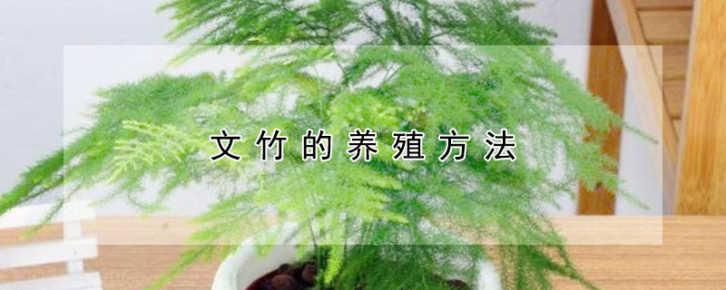 文竹的养殖方法