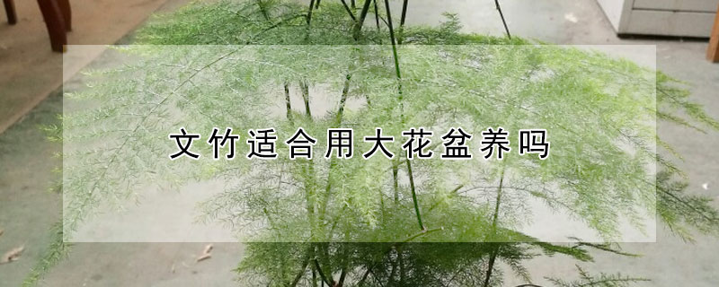 文竹适合用大花盆养吗