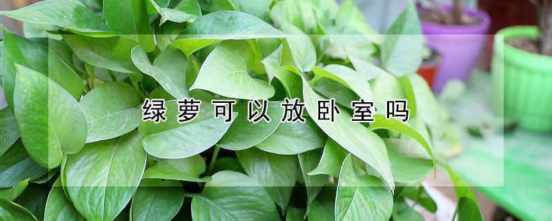 绿萝可以放卧室吗