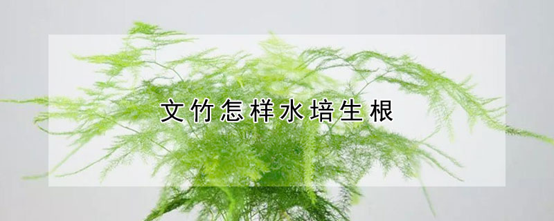 文竹怎样水培生根