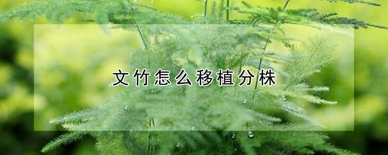 文竹怎么移植分株